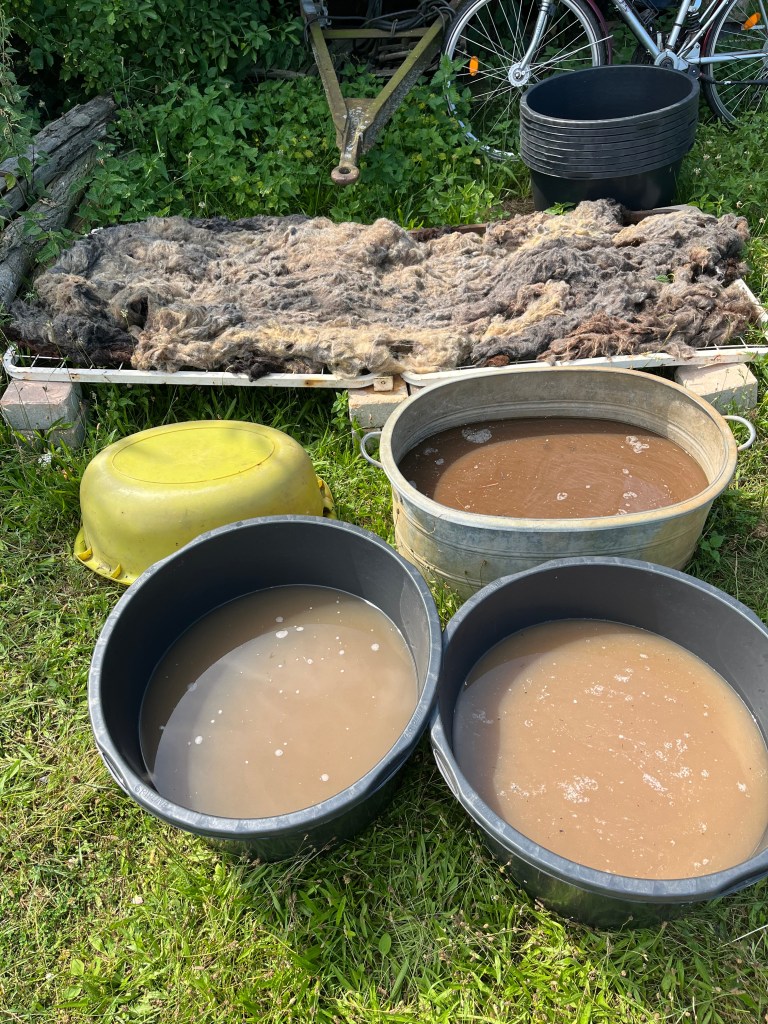suint fermentation washing